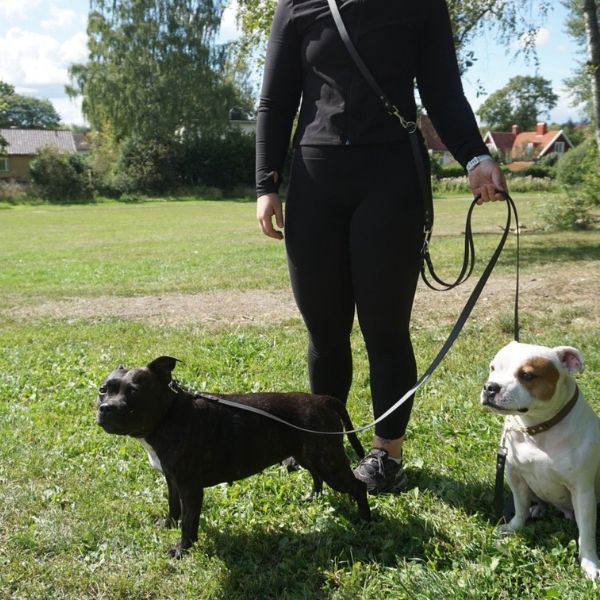 Crossbody koppel för flera hundar