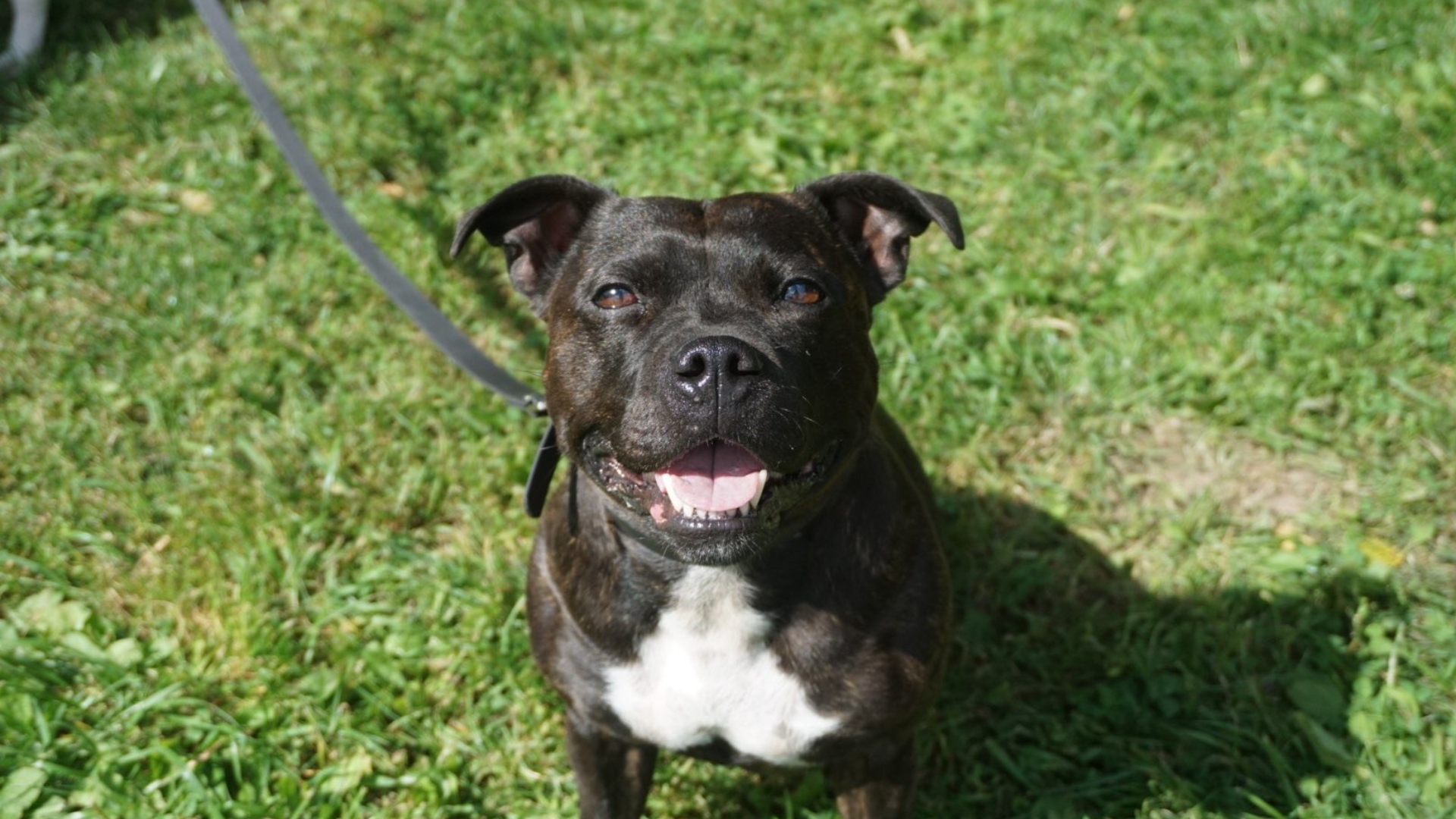 Brindelfärgad staffordshire bullterier